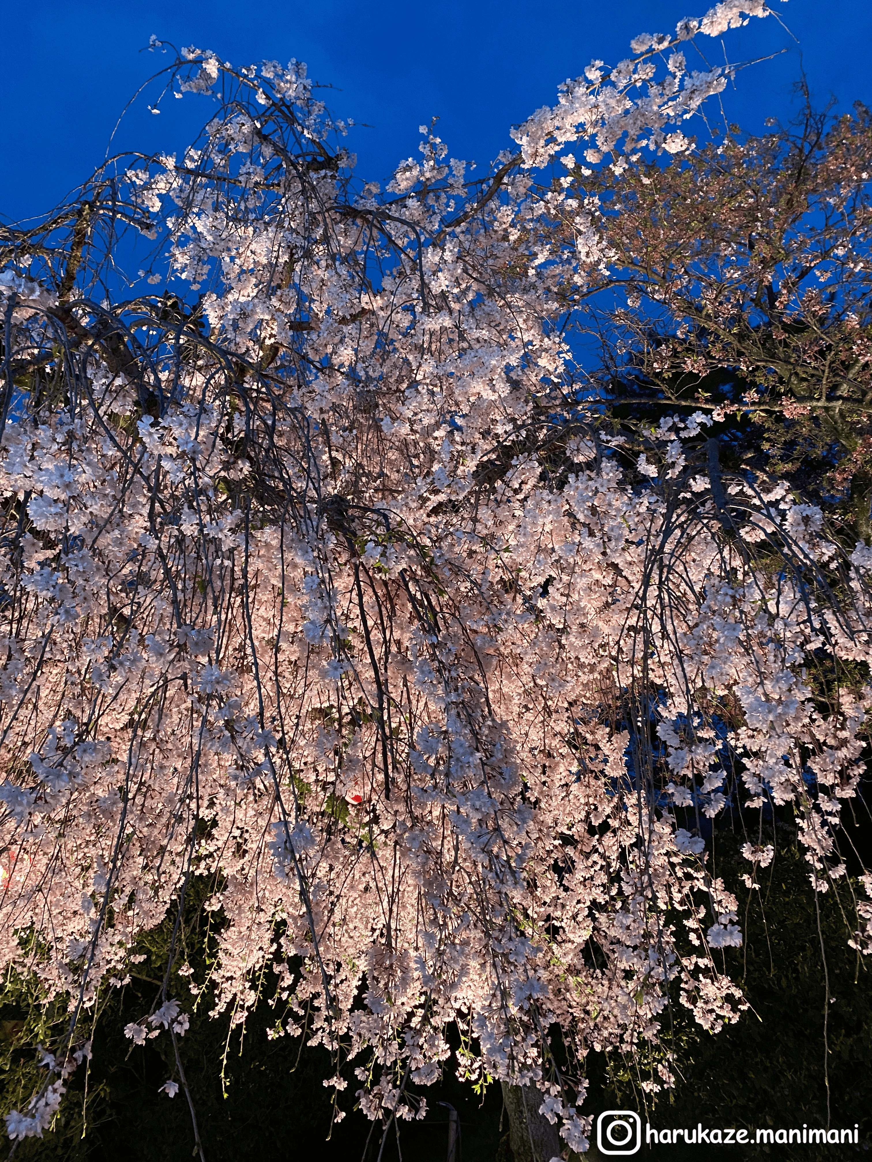 夜間打燈的櫻花