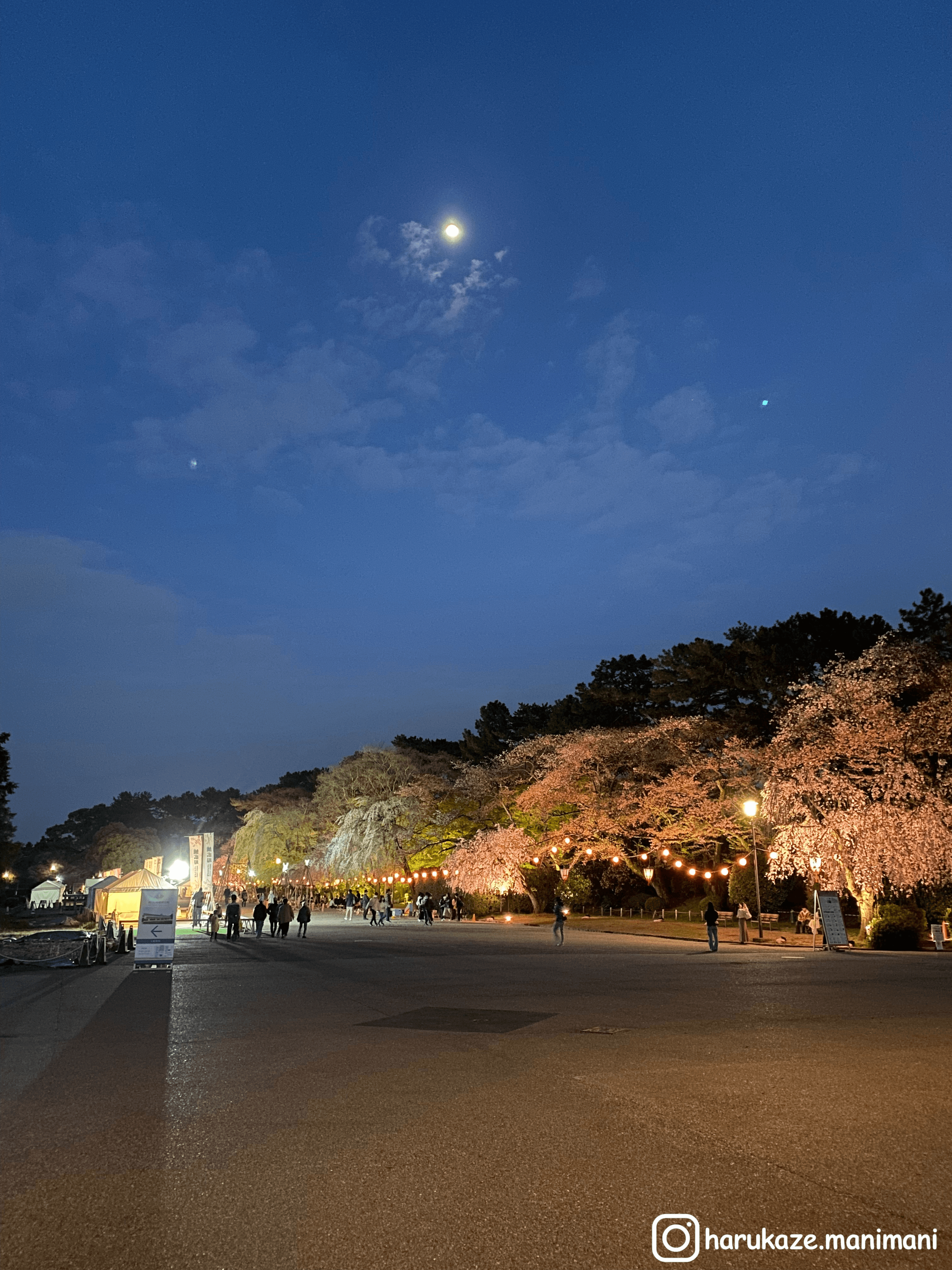 櫻花大道與屋台
